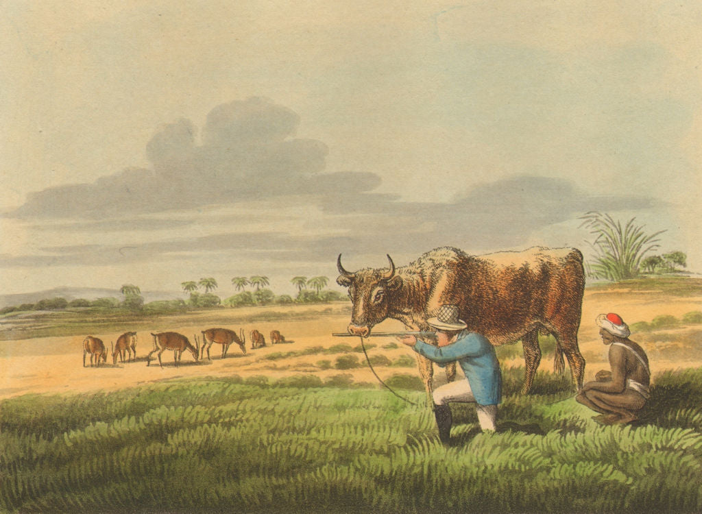 INDIA. Shooting Antelopes India. Rifle. Cow.  (Field Sports- Edward Orme)  1814